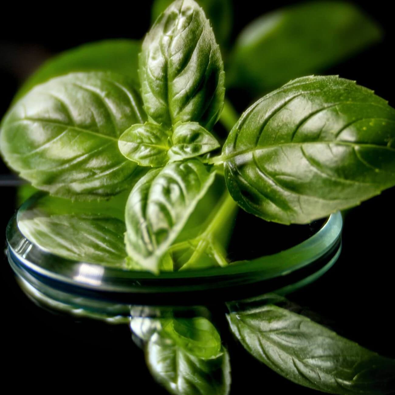 spinach